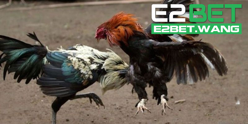 Hướng Dẫn Cách Tham Gia Đá Gà Cựa Dao Tại E2BET